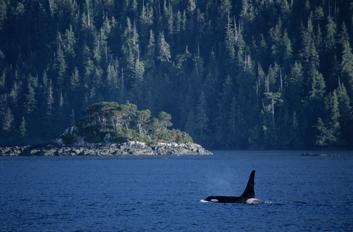 An orca breaches in Robson Bight (Michael Bigg) Ecological Reserve in the Johnstone Strait. Credit: Destination BC/Tom Ryan