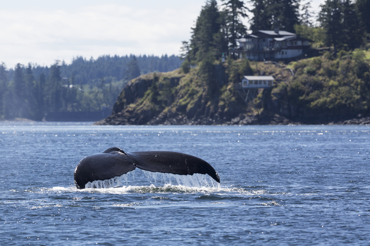A whale's tale above the water as the whale dives below the surface. The shoreline is in the distance and a few houses are scattered across the shoreline.