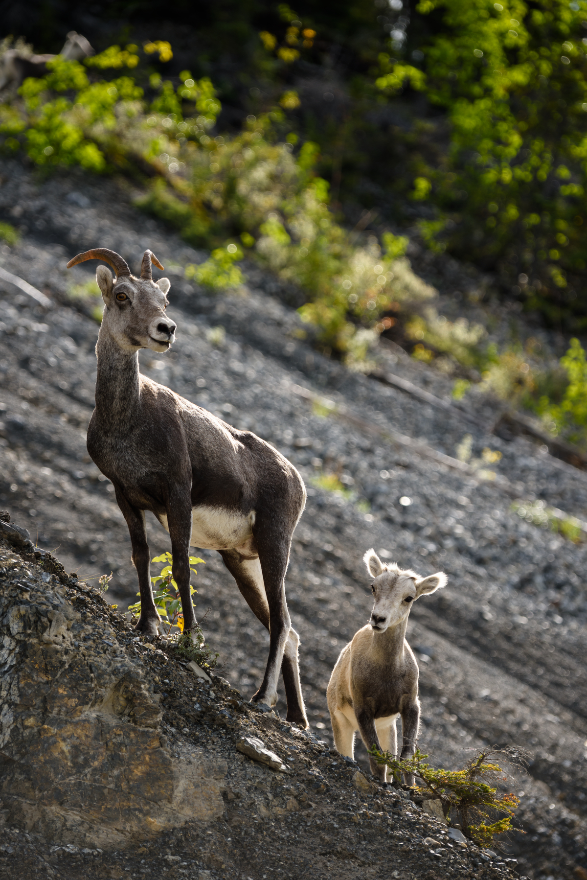 An adult sheep and a baby sheep walk along a rocky ledge.