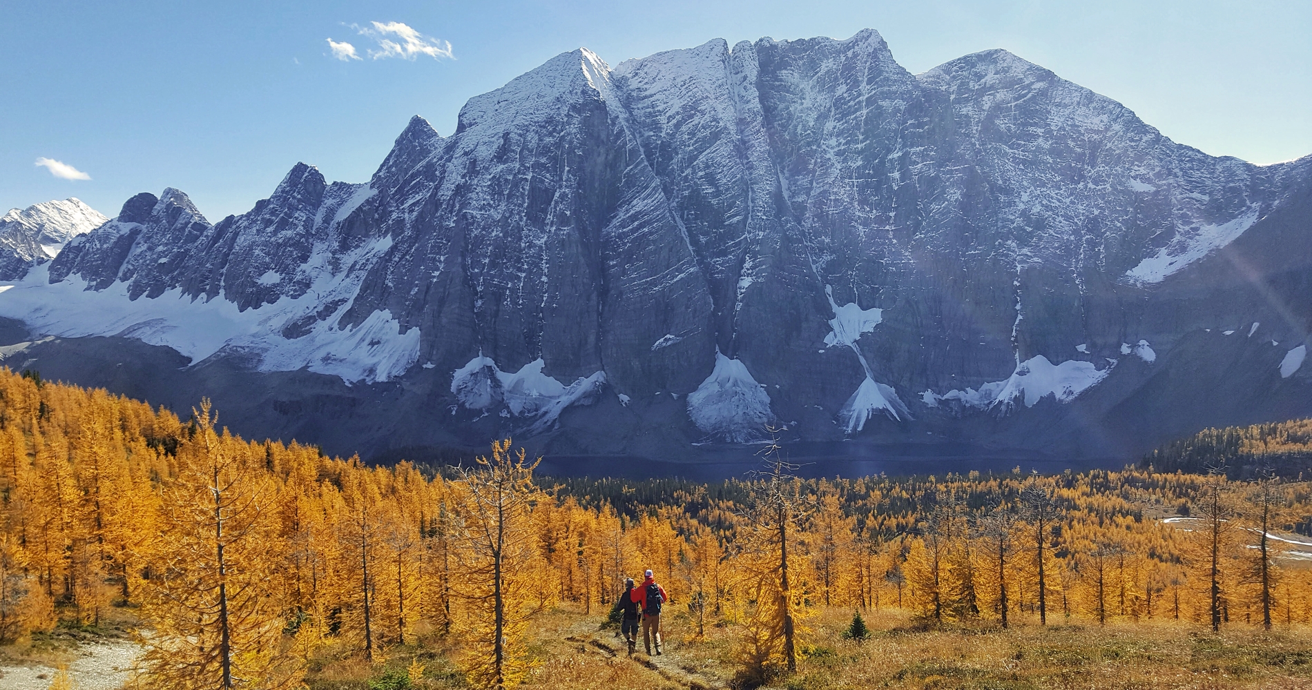 Hiking the Rockwall Trail in Kootenay National Park in fall with golden larch trees | Kristi Nicholson