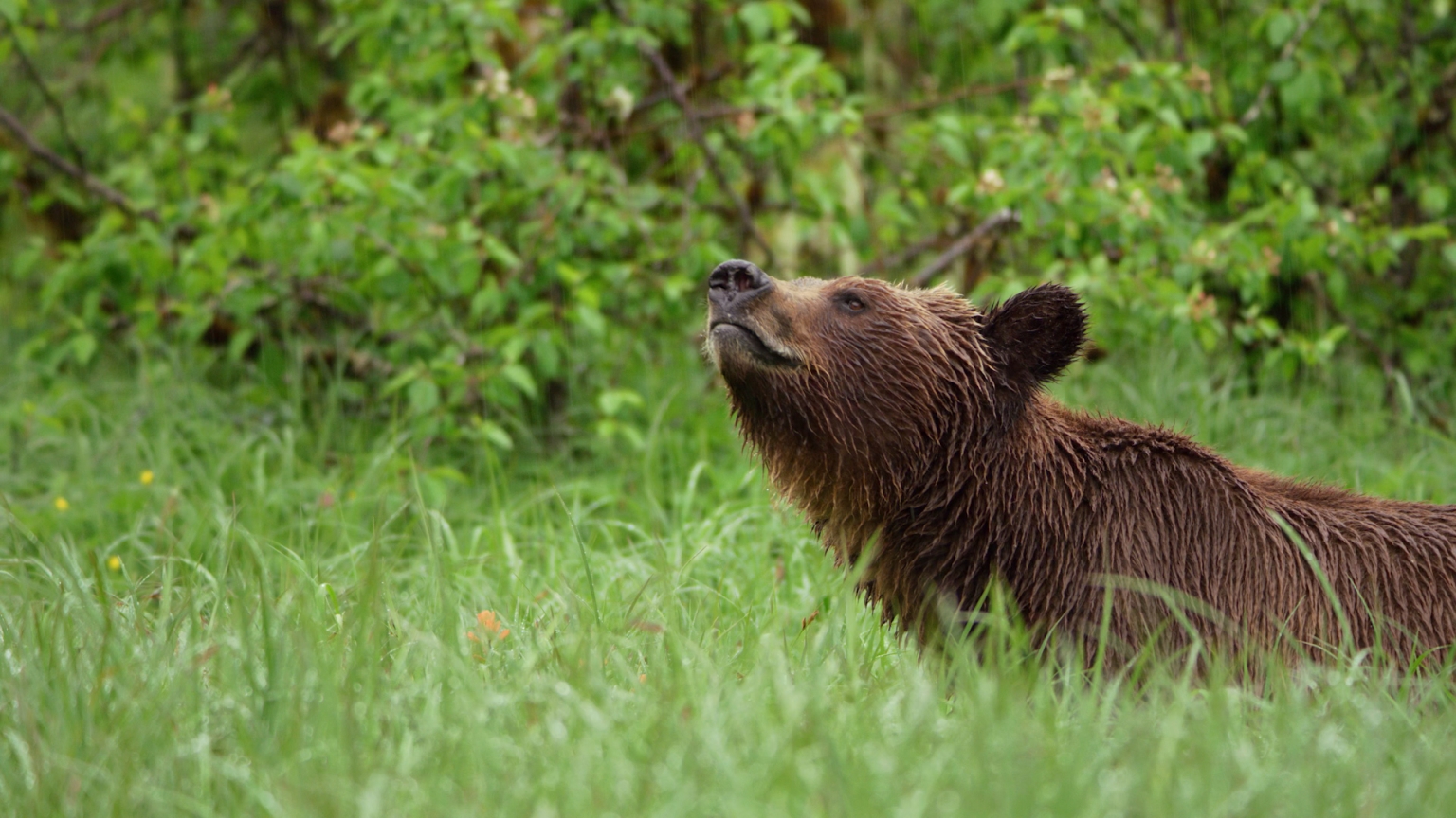 A close up of a bear lifting its head above the grass in the Great Bear Rainforest.