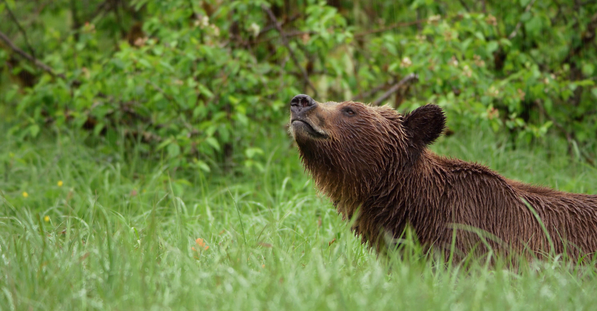 A close up of a bear lifting its head above the grass in the Great Bear Rainforest.