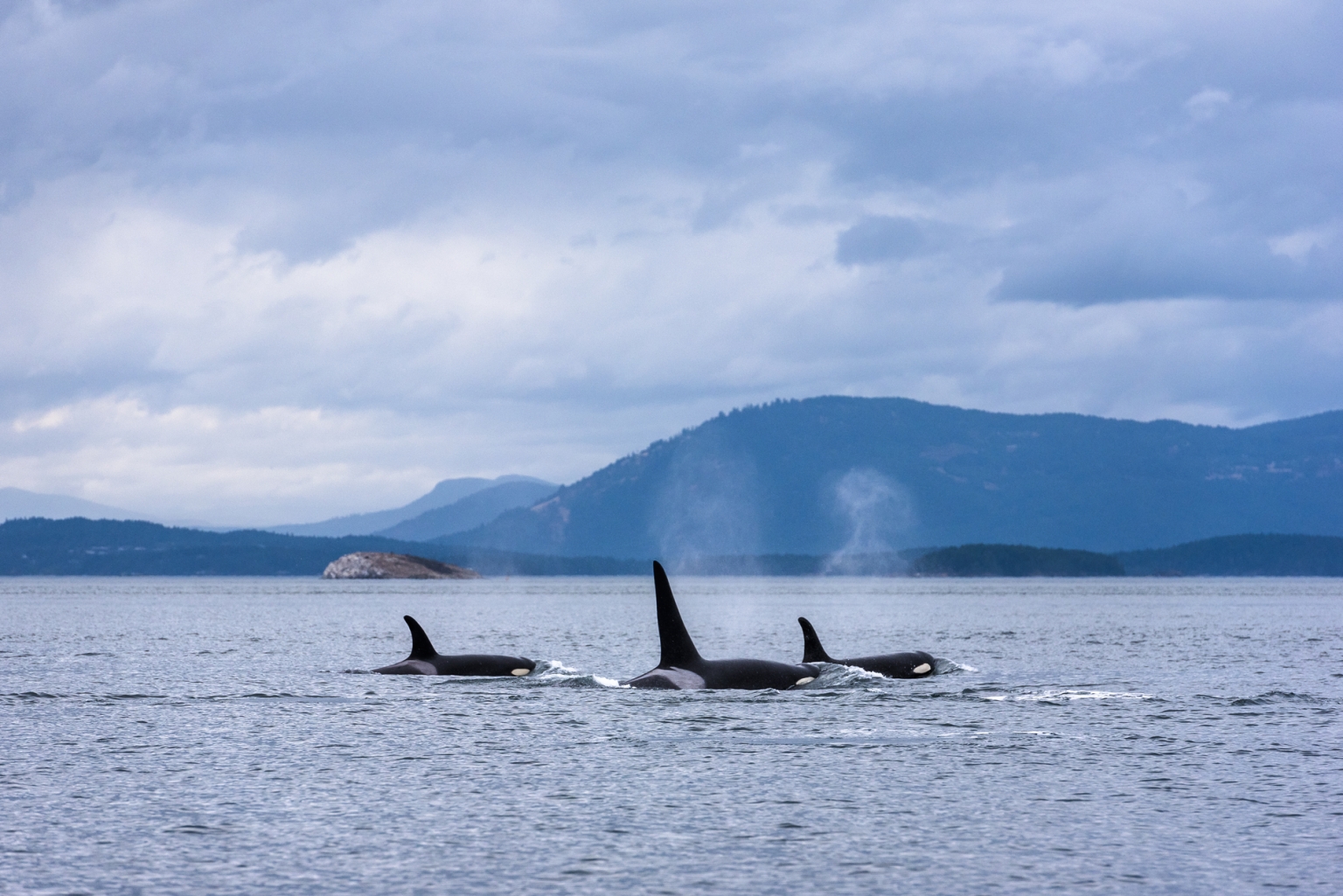 Three Orcas with a Mountain backdrop Credit Destination BC/Reuben Krabbe