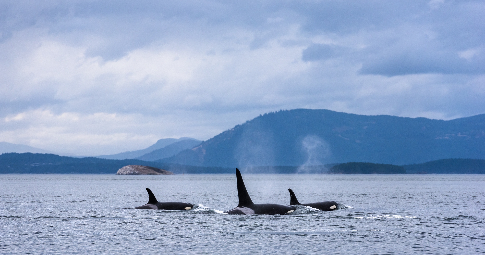 Three Orcas with a Mountain backdrop Credit Destination BC/Reuben Krabbe