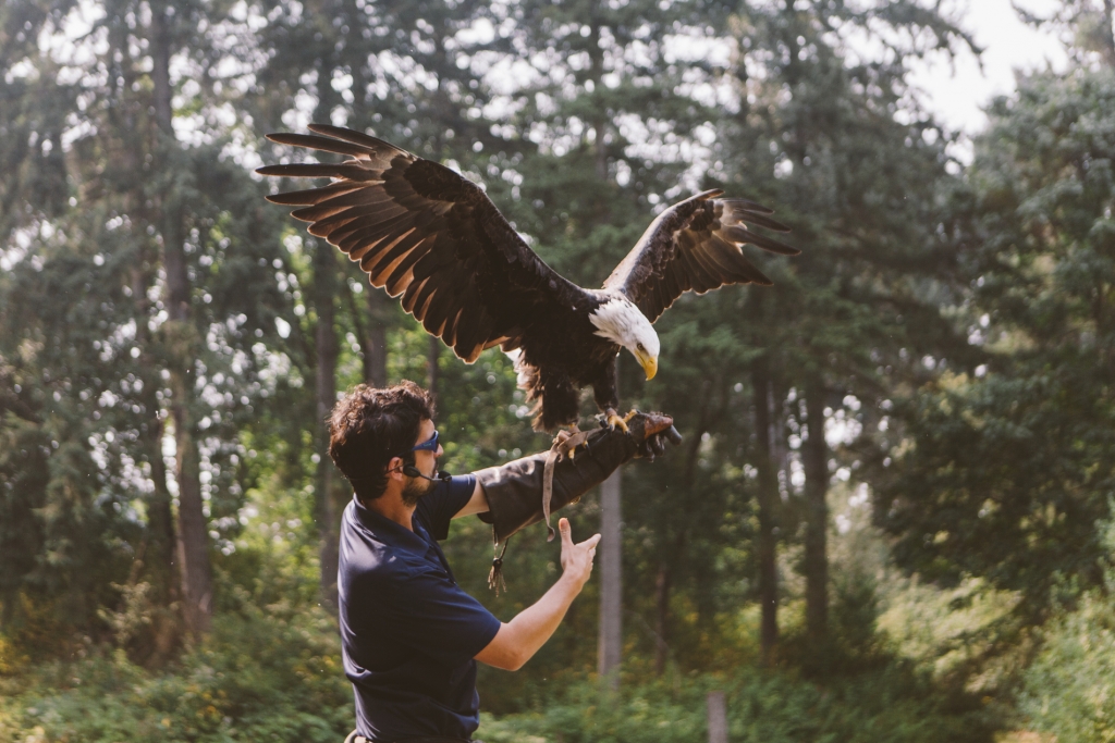 An eagle lands on a handlers protected arm. 