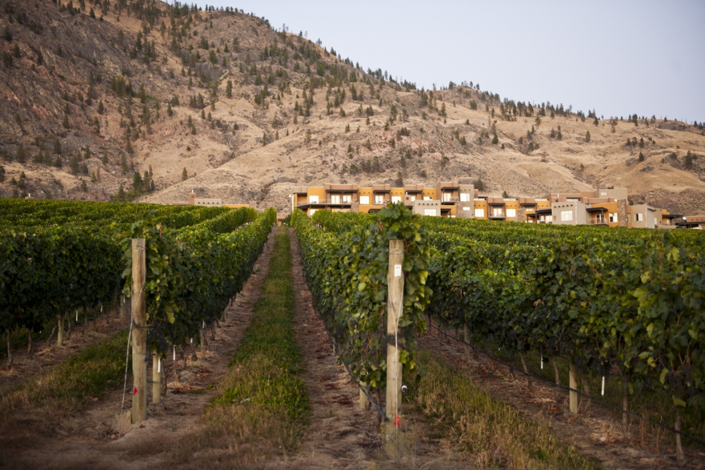 Rows of vineyards with a building in the background at Spirit Ridge. Dry hills and trees dot the backdrop. 