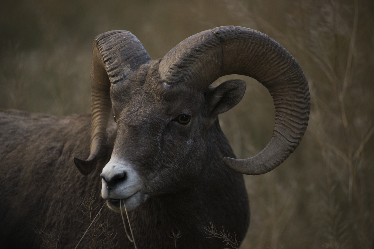 Bighorn Sheep | Kari Medig