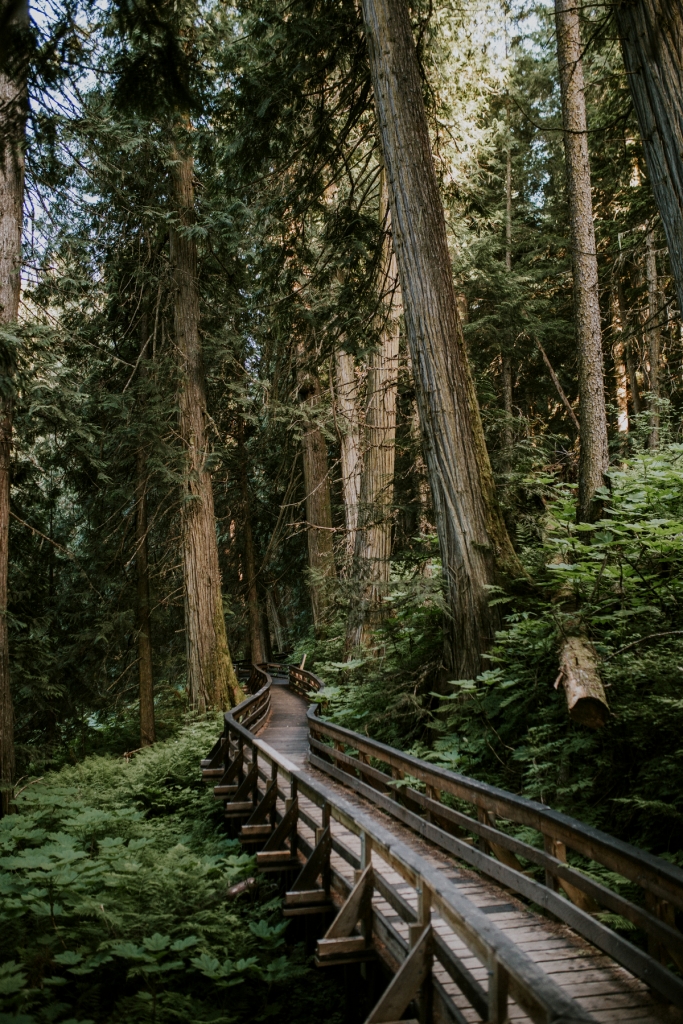 A wooden boardwalk through a forest with towering trees on both sides. The walkway is empty. 