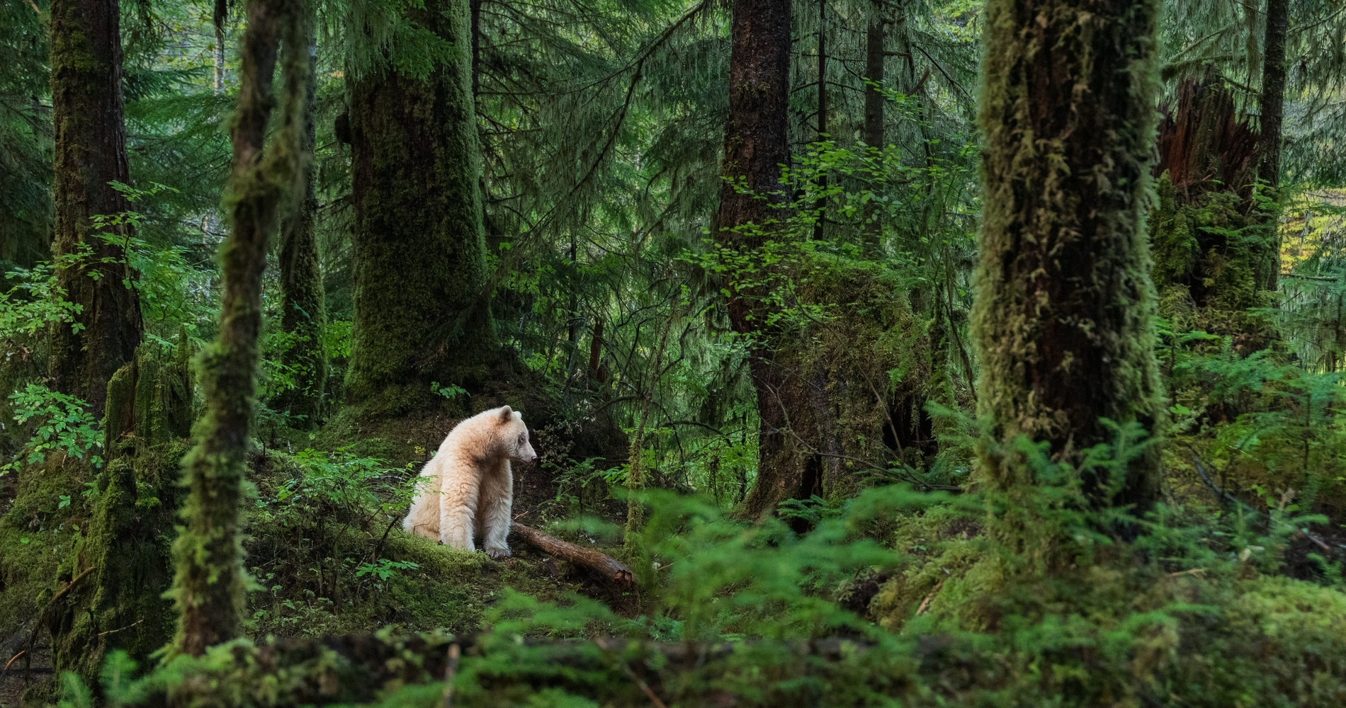 Spirit bear on Gribbell Island in the Great Bear Rainforest | Yuri Choufour