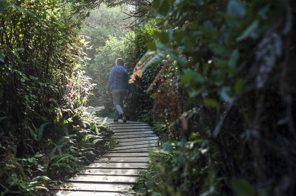 A person walks down a boardwalk in the rainforest with leafy green trees surrounding them.