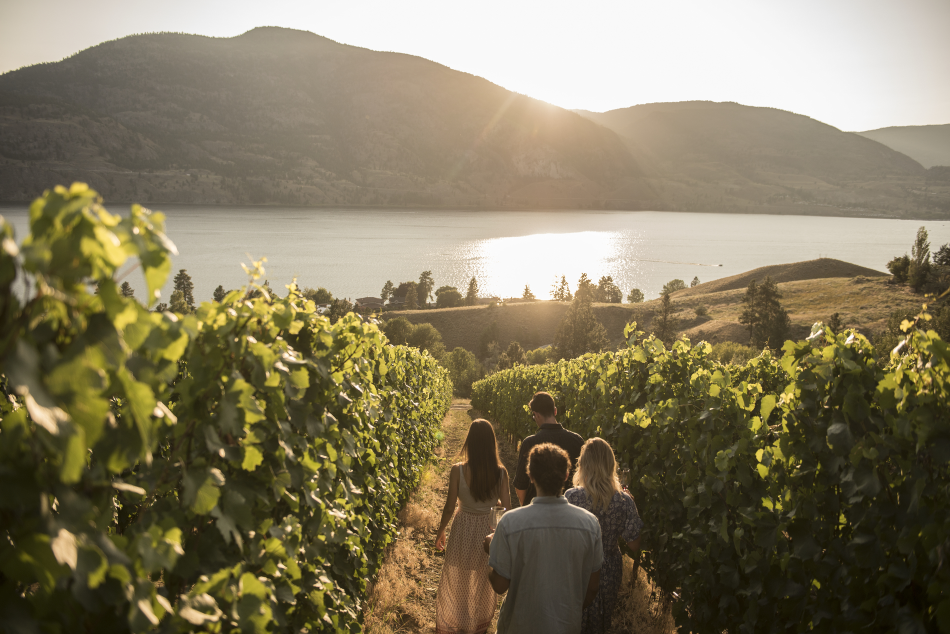 Four people walk through the vineyards towards the Skaha Lake at Painted Rock Estate Winery Ltd. The sun sets over the lake and leafy vines are seen in the foreground.