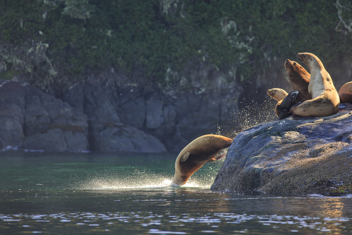 A group of Sea Lions on a rock, one of them jumps into the water on Northern Vancouver Island