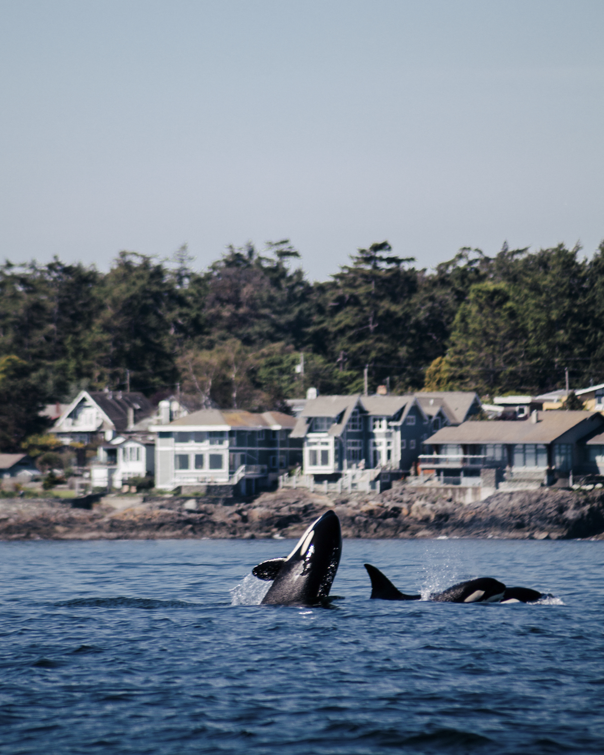 A pod of orca whales in the water with homes in the distance on the shoreline