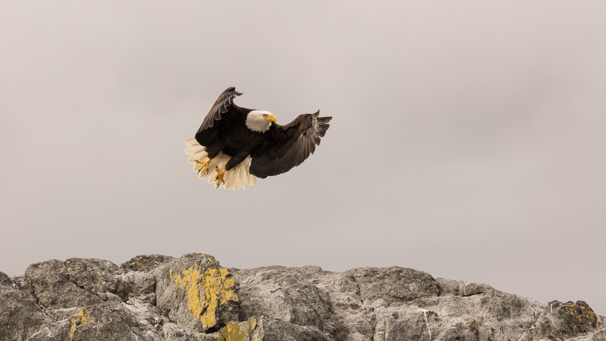 An eagle lifts off from the rocks below