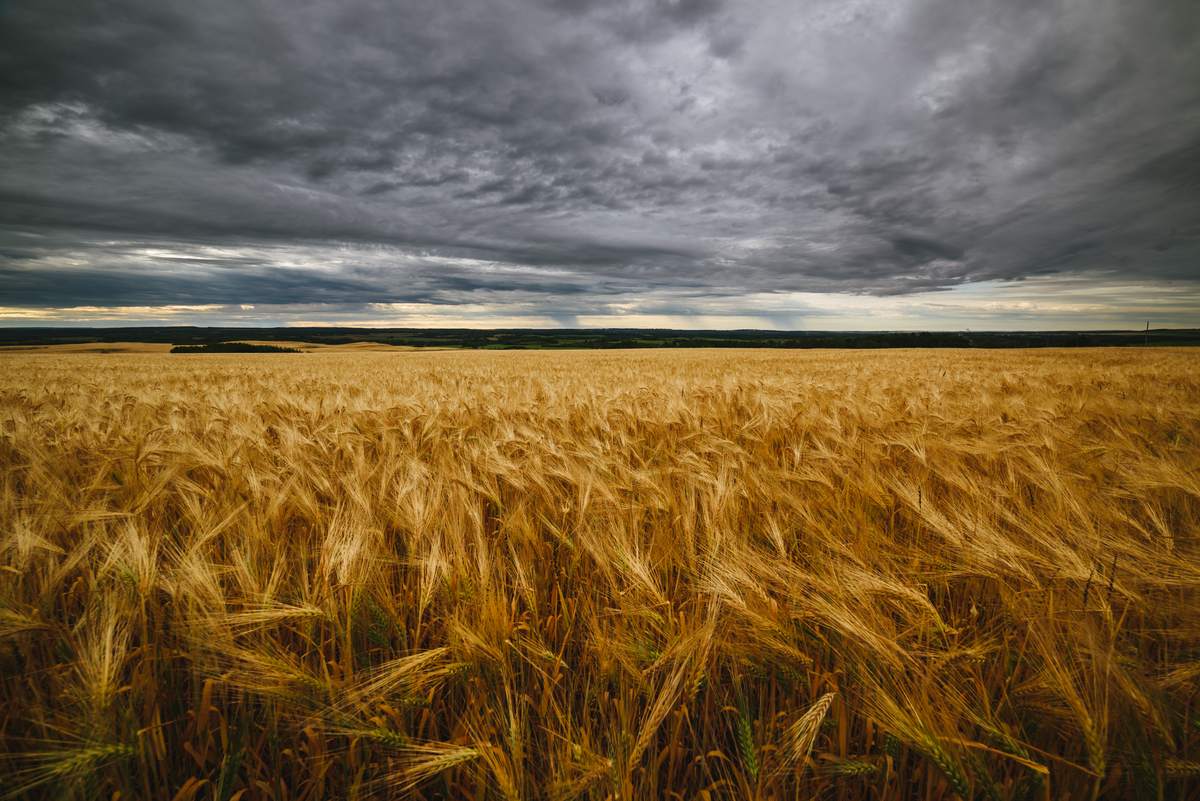 Wheat field extends to the horizon under a moody sky.