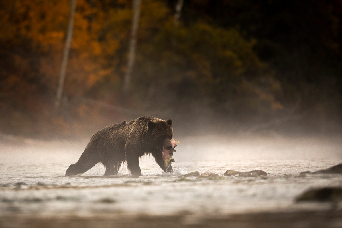Grizzly bear about to eat a salmon on the Chilko River | Henrik Nilsson