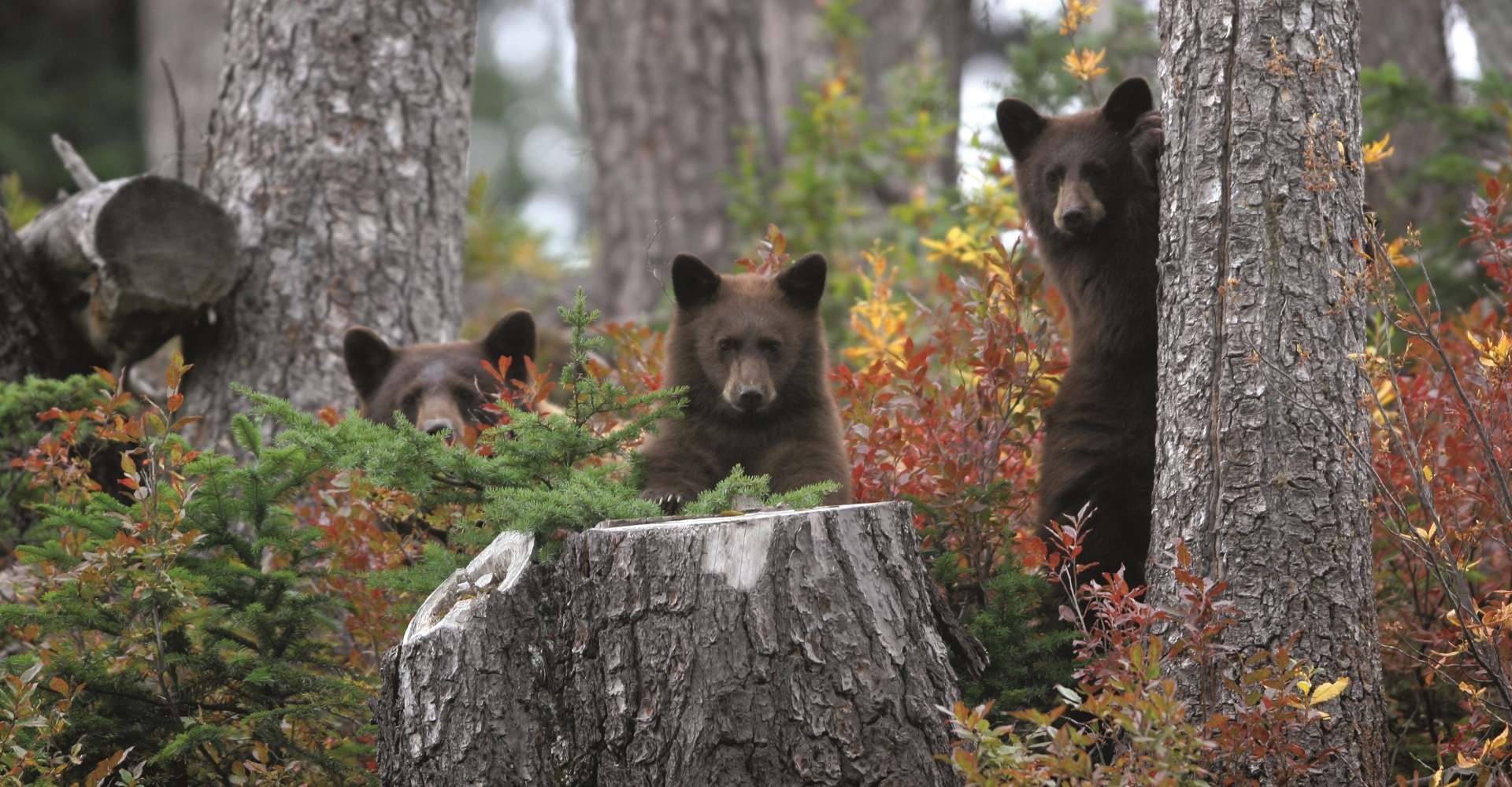 Black bear cubs | Tourism Whistler/Michael Allen