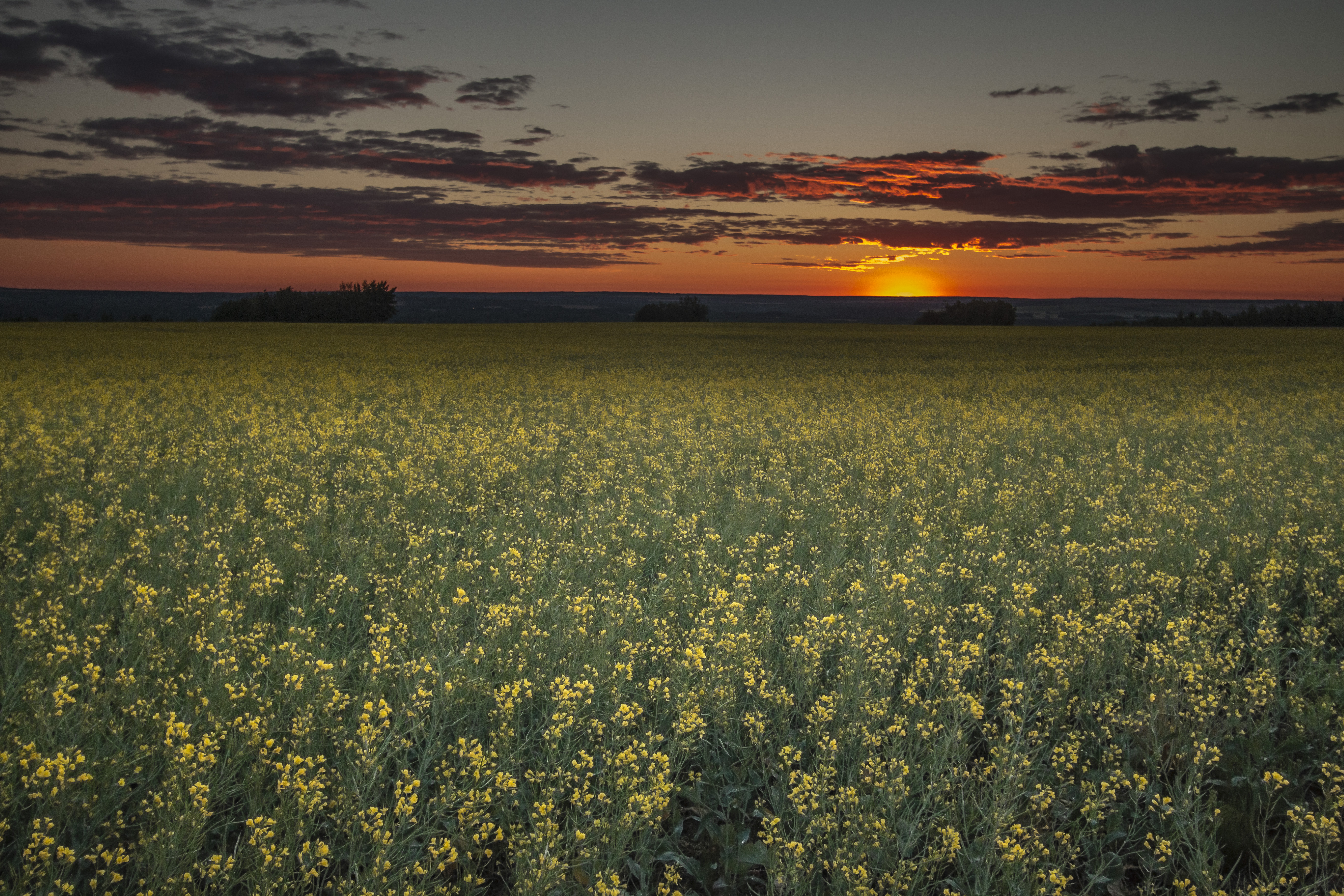 Field of yellow wildflowers extends toward the horizon as the sun sets.