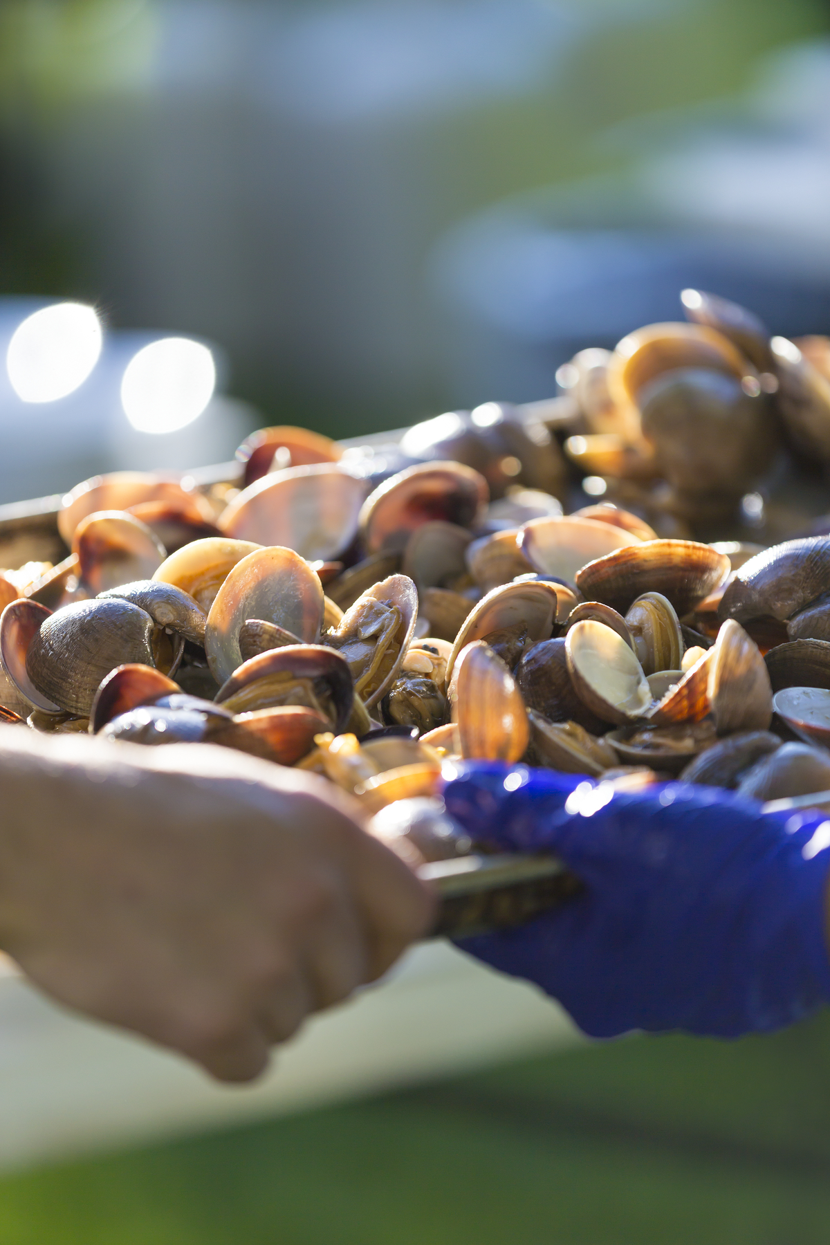 A plate of clams at the BC Shellfish & Seafood Festival in Comox