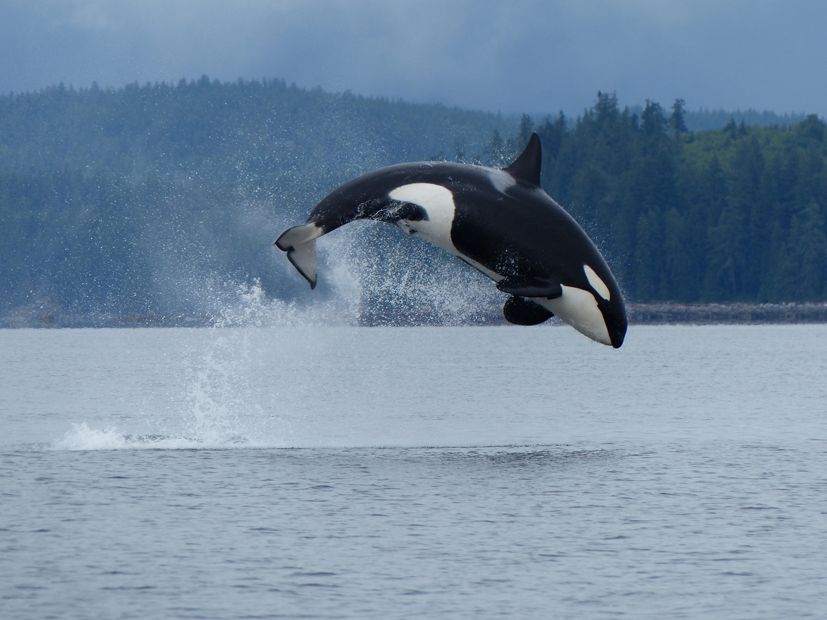 An orca jumps out of the ocean
