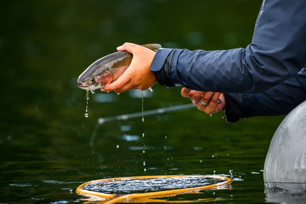 A person is holding a rainbow trout above a net in the water just before release.