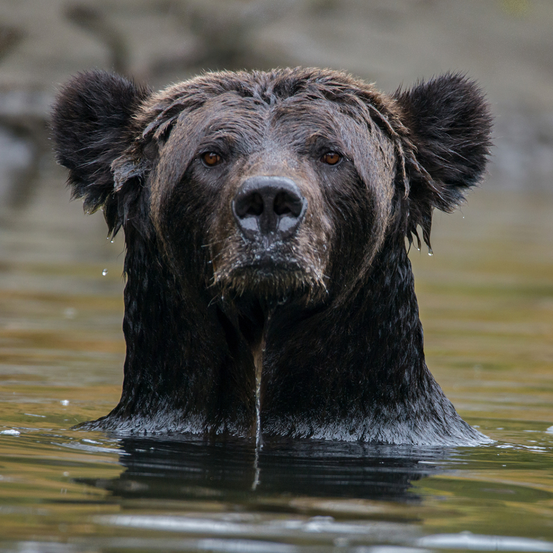A close up of a bear popping his head out of the water in the Great Bear Rainforest
