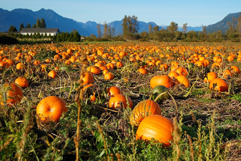 The Laity pumpkin patch in Maple Ridge