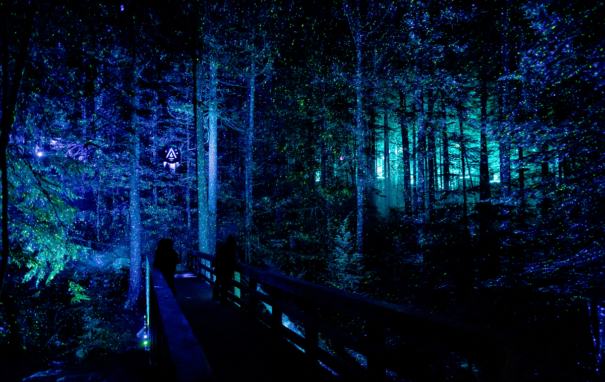 A forest light show with the trees lit up in green and purple