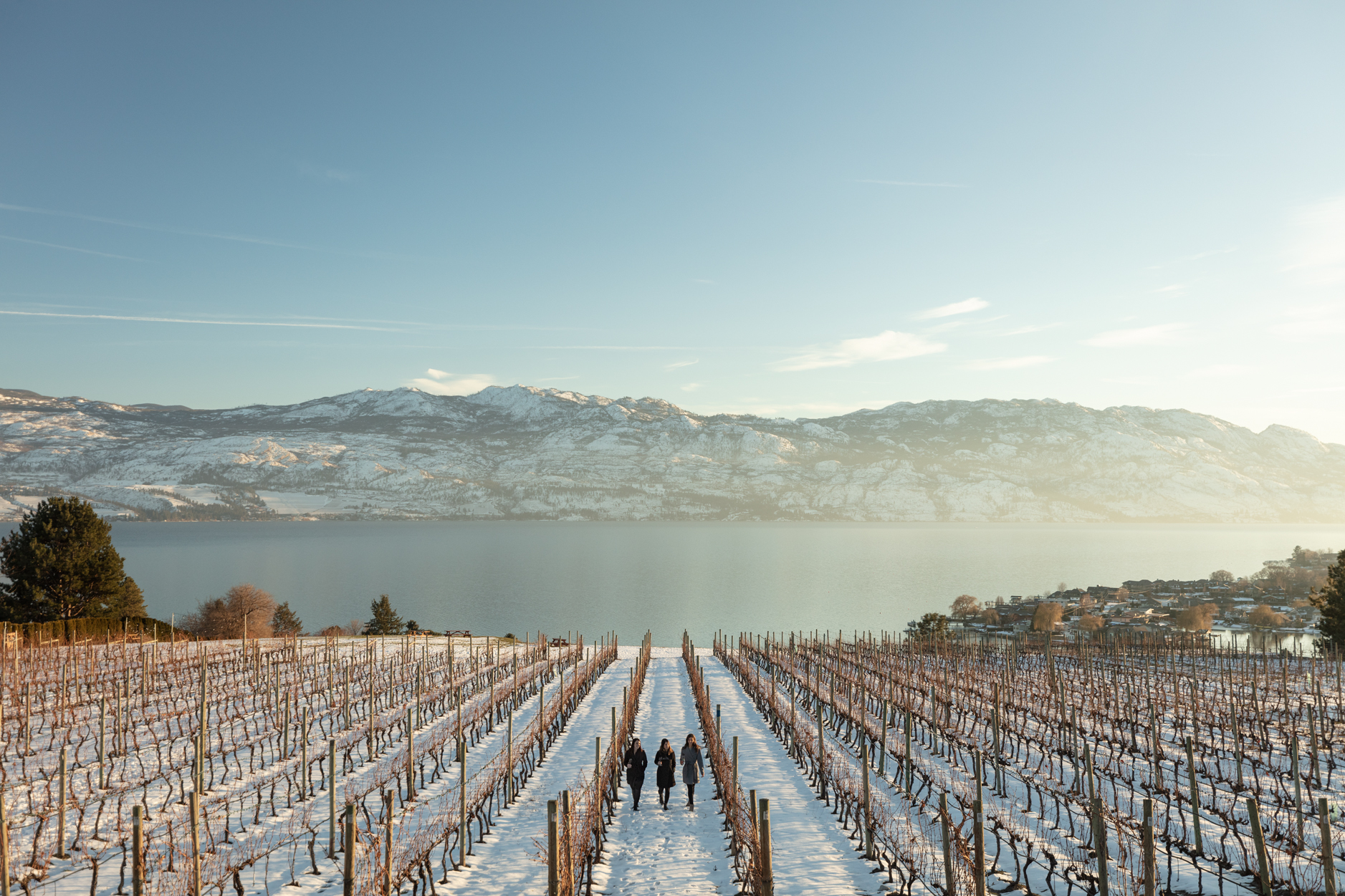 Three people walk through the vineyards in the snow at Quails' Gate Winery