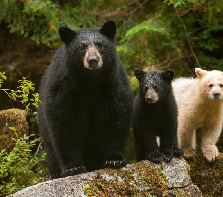 Mama black bear, a black bear cub and a Spirit bear cub on a log in the Great Bear Rainforest