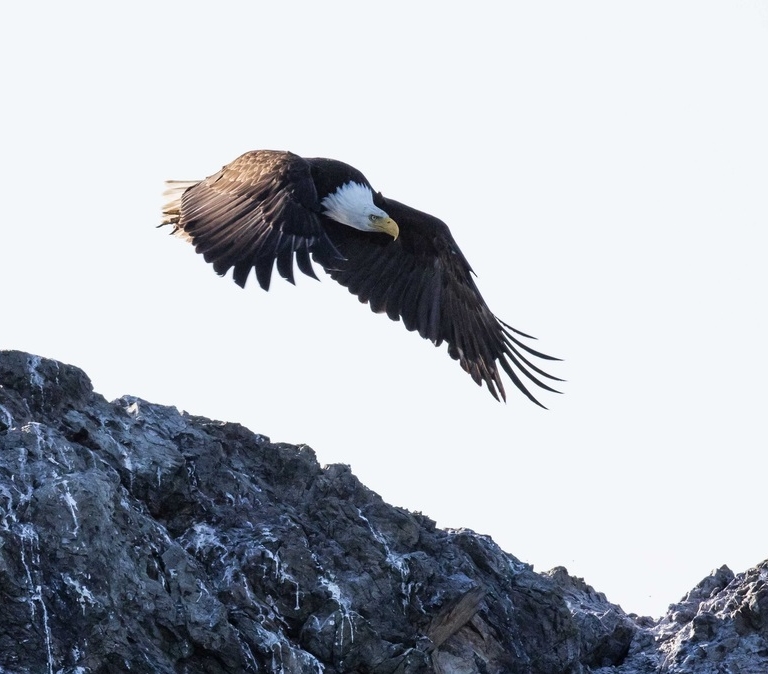 Eagle on Vancouver Island | Eagle Wing Tours/Clint Rivers