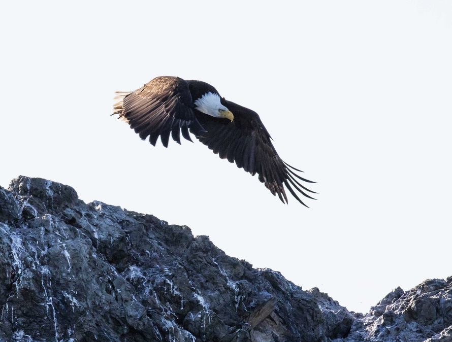Eagle on Vancouver Island | Eagle Wing Tours/Clint Rivers