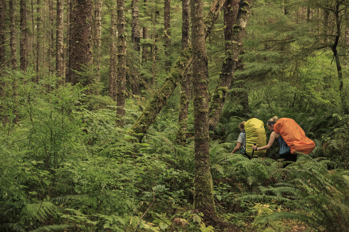 Two hikers carry large packs (one with a yellow cover, one with an orange cover). They are trekking through dense vegetation in Cape Scott Provincial Park.