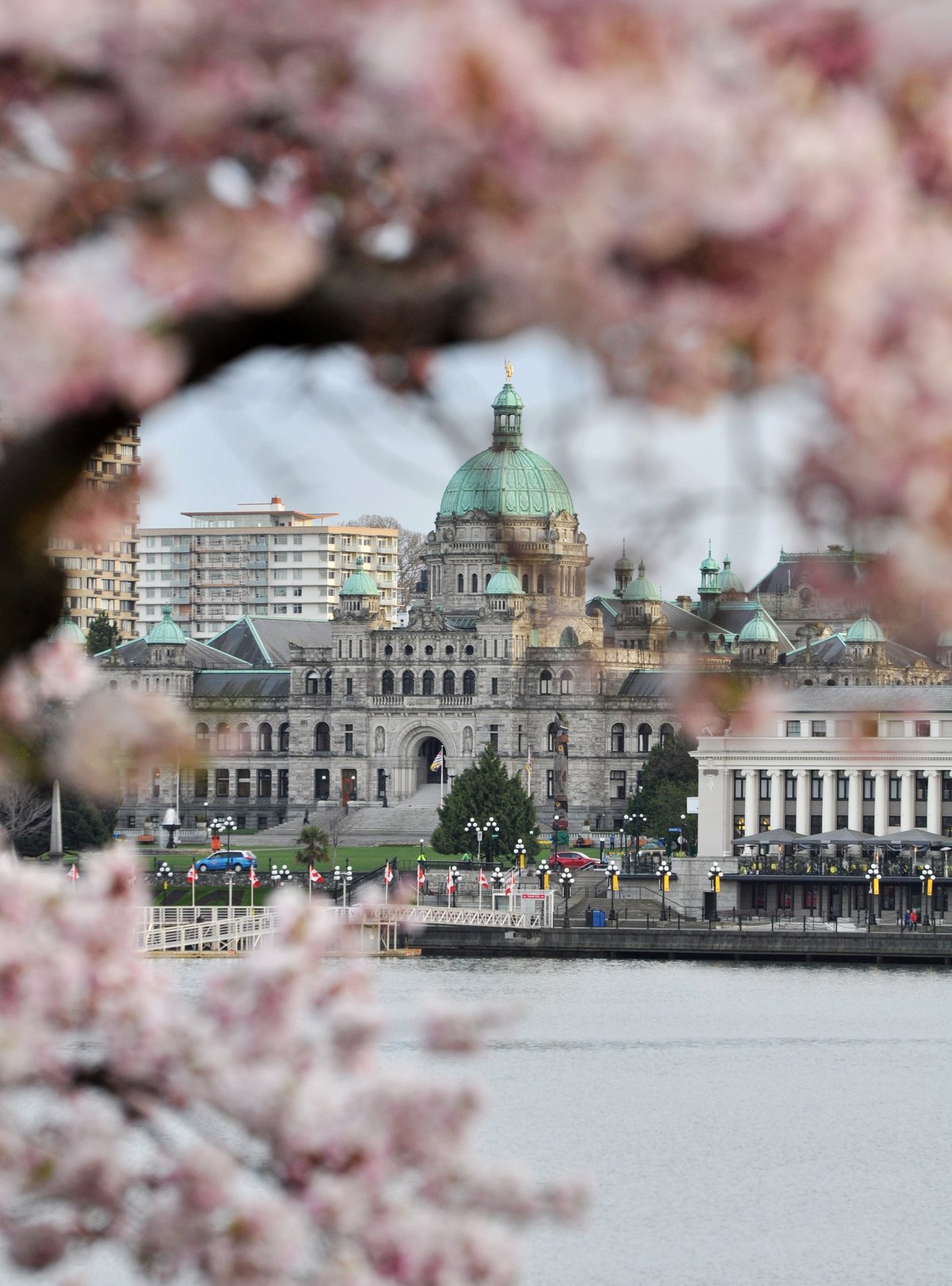 View of the parliament buildings from across the harbour. The image is framed by pink cherry blossoms in the foreground.