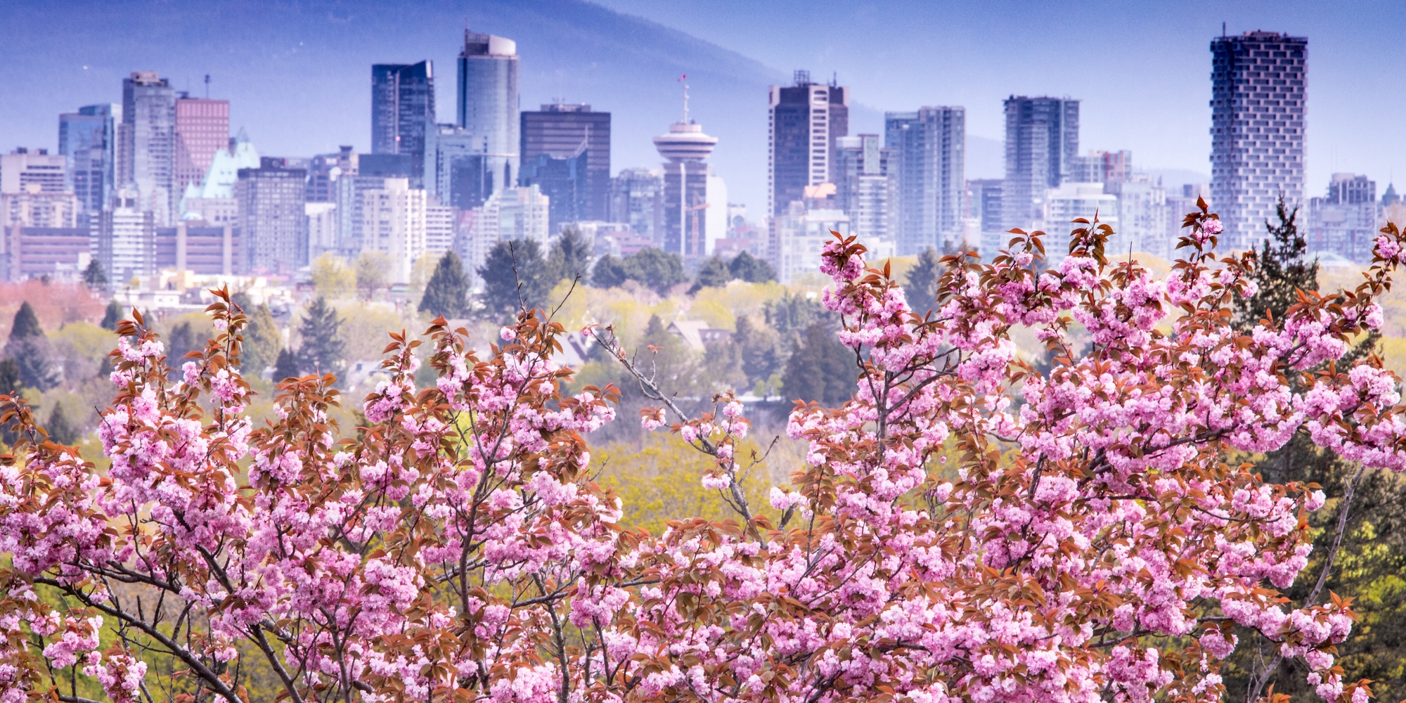 Cherry blossoms with downtown Vancouver skyline in background | Destination Vancouver/Vision Event Photography Inc.