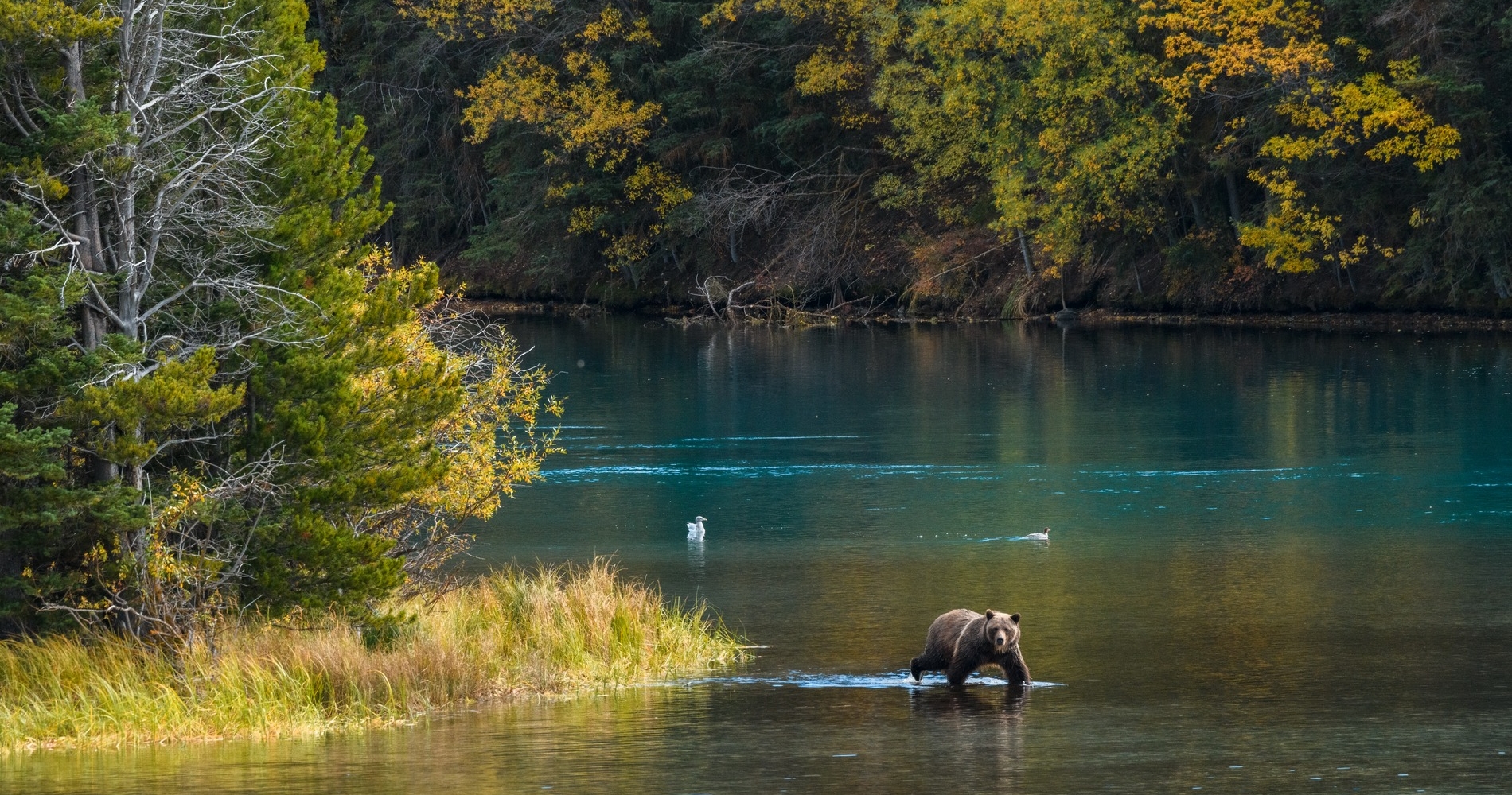 Grizzly bear in a river