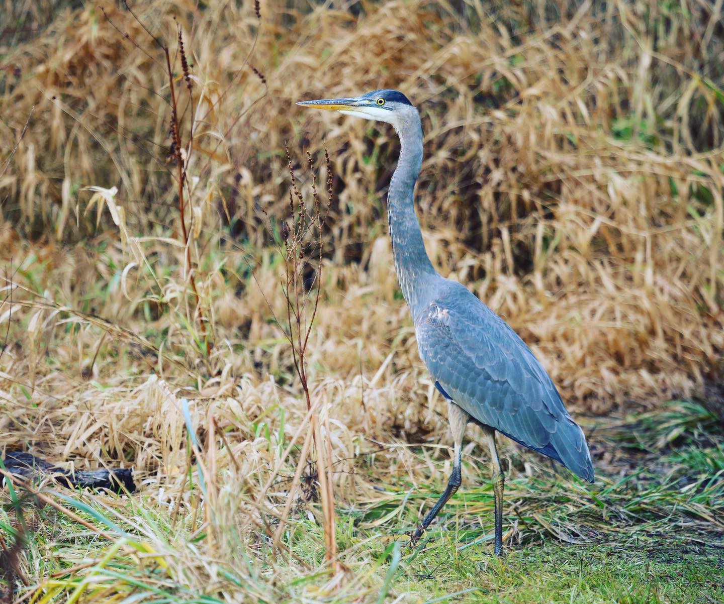 A Blue Heron in the grass at at Garry Point Park, Richmond