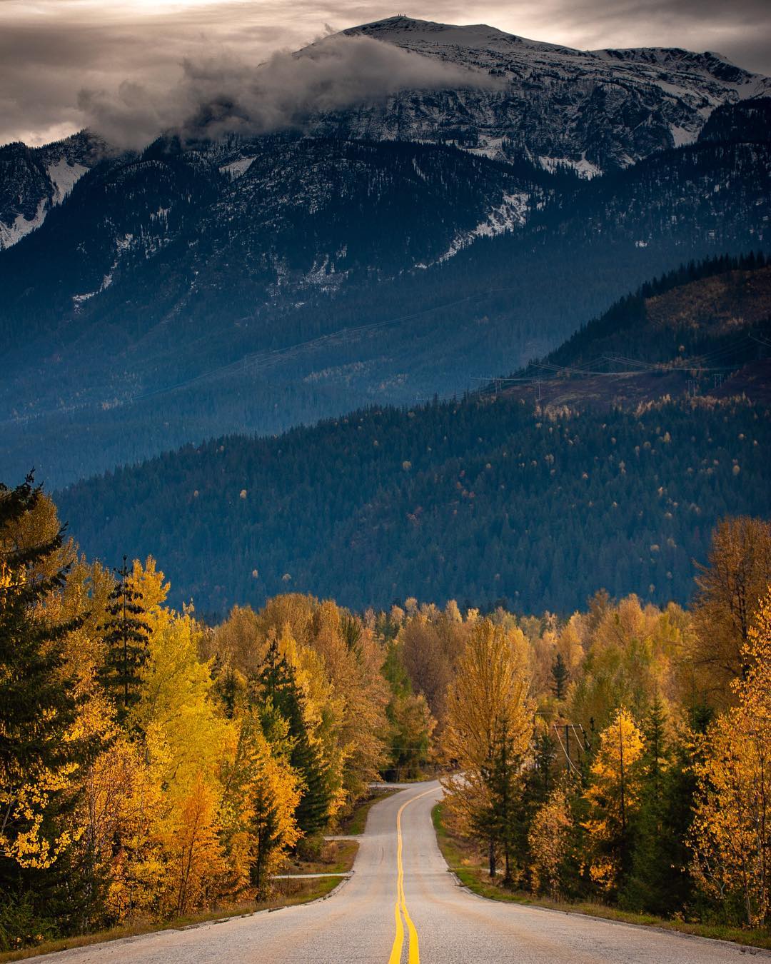 Highway 1 near Revelstoke in the fall with yellow larches on each side of the road.