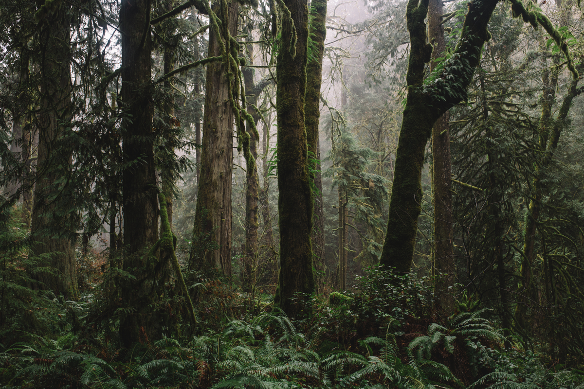 Trees and ferns inside a misty rainforest.