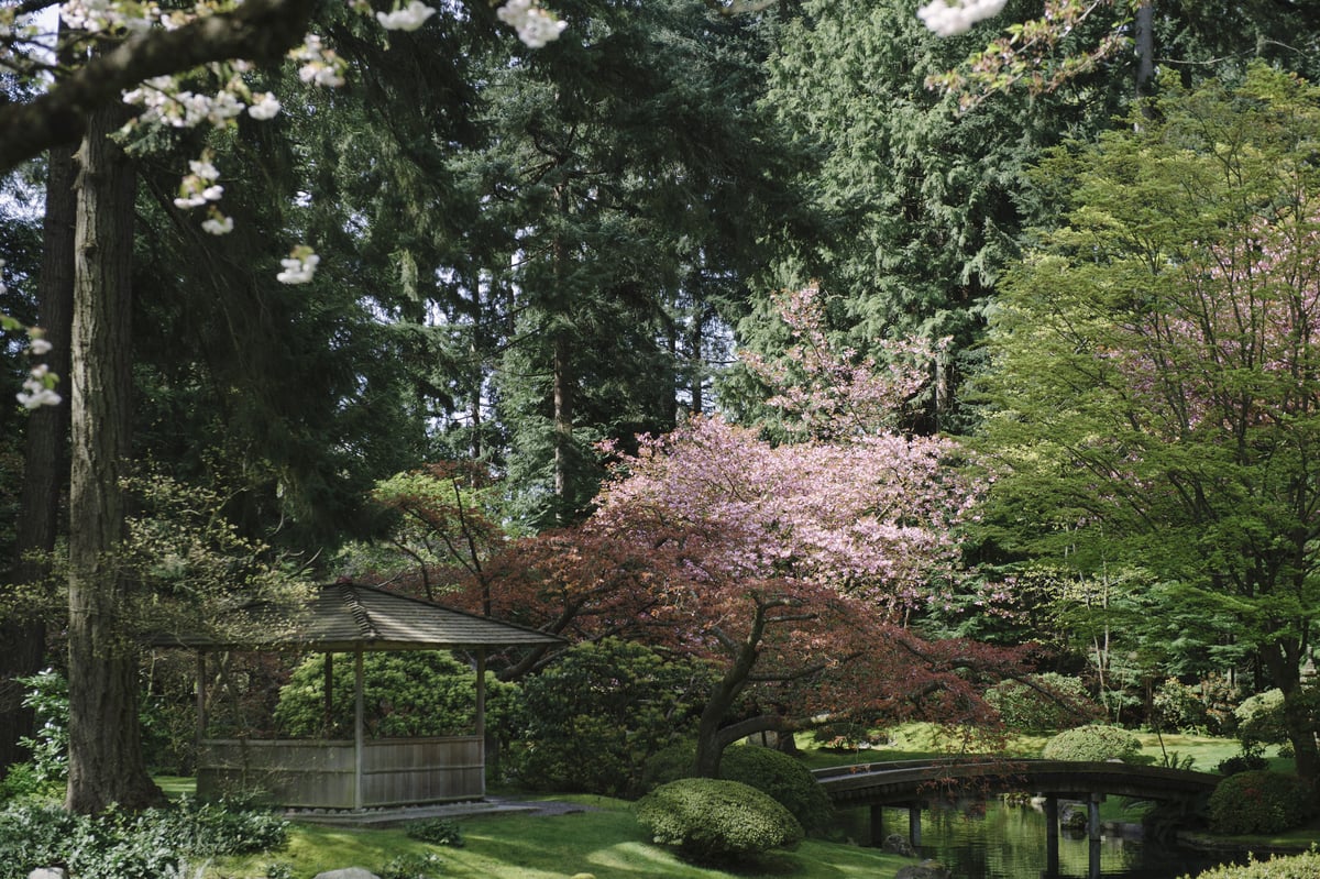 A pink-blossomed cherry tree stands out among the evergreens at Nitobe Memorial Garden