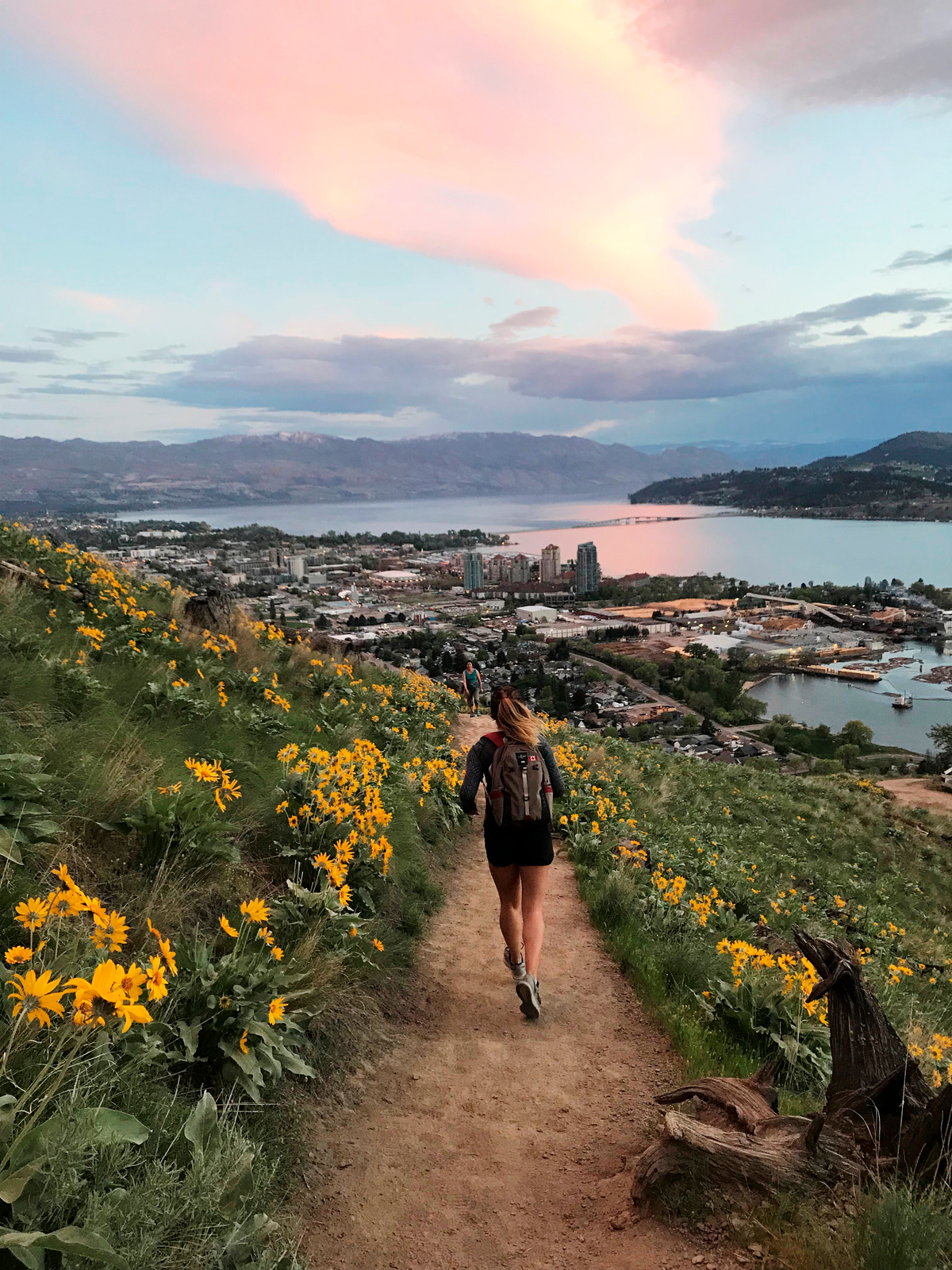 Person jogging on a path in Knox Mountain Park on a trail between yellow flowers. The town of Kelowna and the lake is seen in the distance. The clouds are lit up pink as the sun sets.