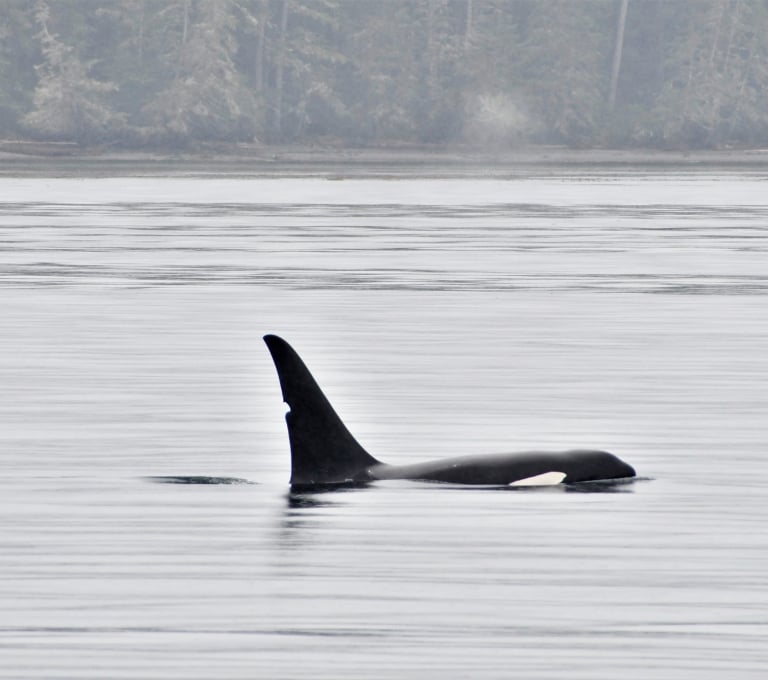 The dorsal fin and back of an orca whale poke out of the water