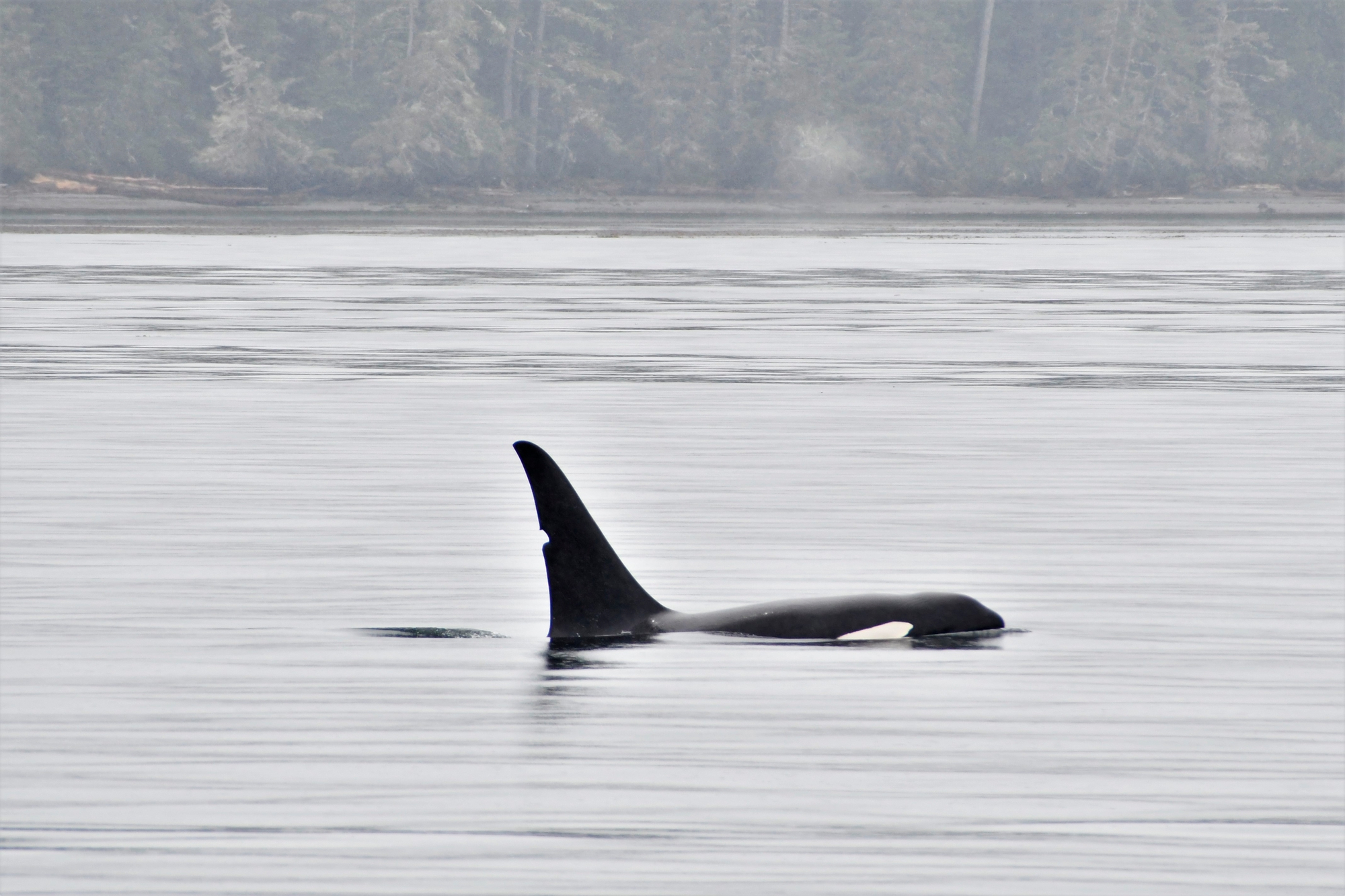The dorsal fin and back of an orca whale pokes out of the water