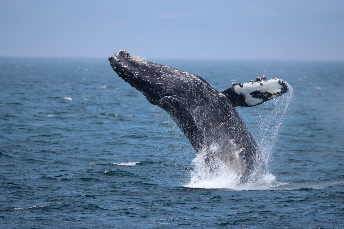 A humpback whale breeches out of the water.