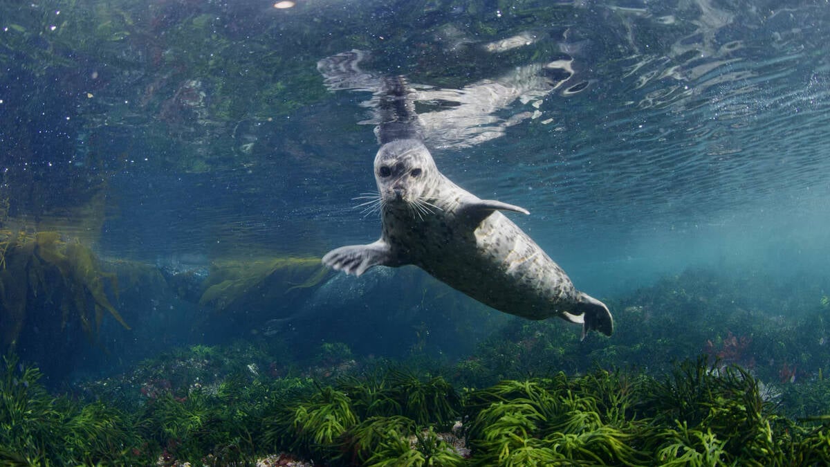 Underwater footage of a harbour seal swimming in the Great Bear Rainforest.