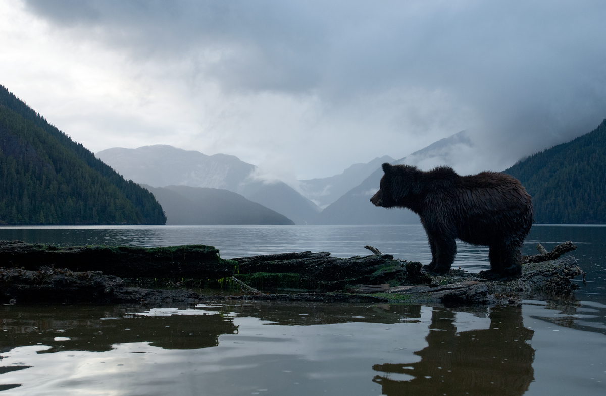 A grizzly bear stands on the shoreline on an overcast day.