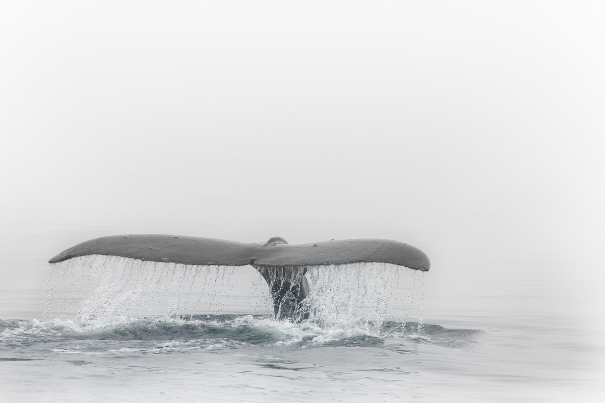 A whale tail splashes the water on a cloudy day.