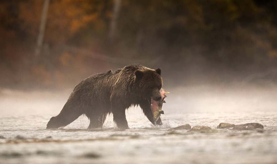Grizzly bear with a salmon in it's mouth on walking through the Chilko River.