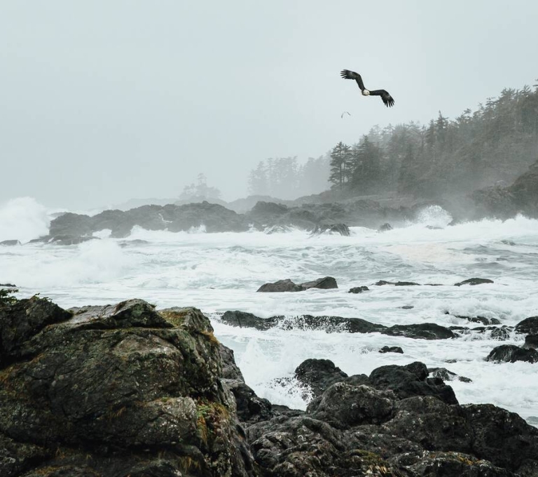 Bald eagle flying over crashing waves off the rocky coastline of Ucluelet.