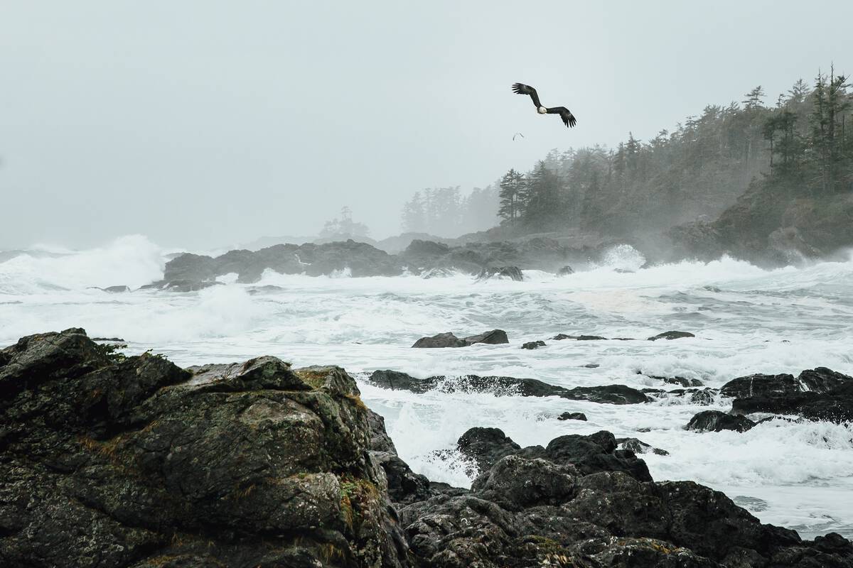 Bald eagle flying over crashing waves off the rocky coastline of Ucluelet.